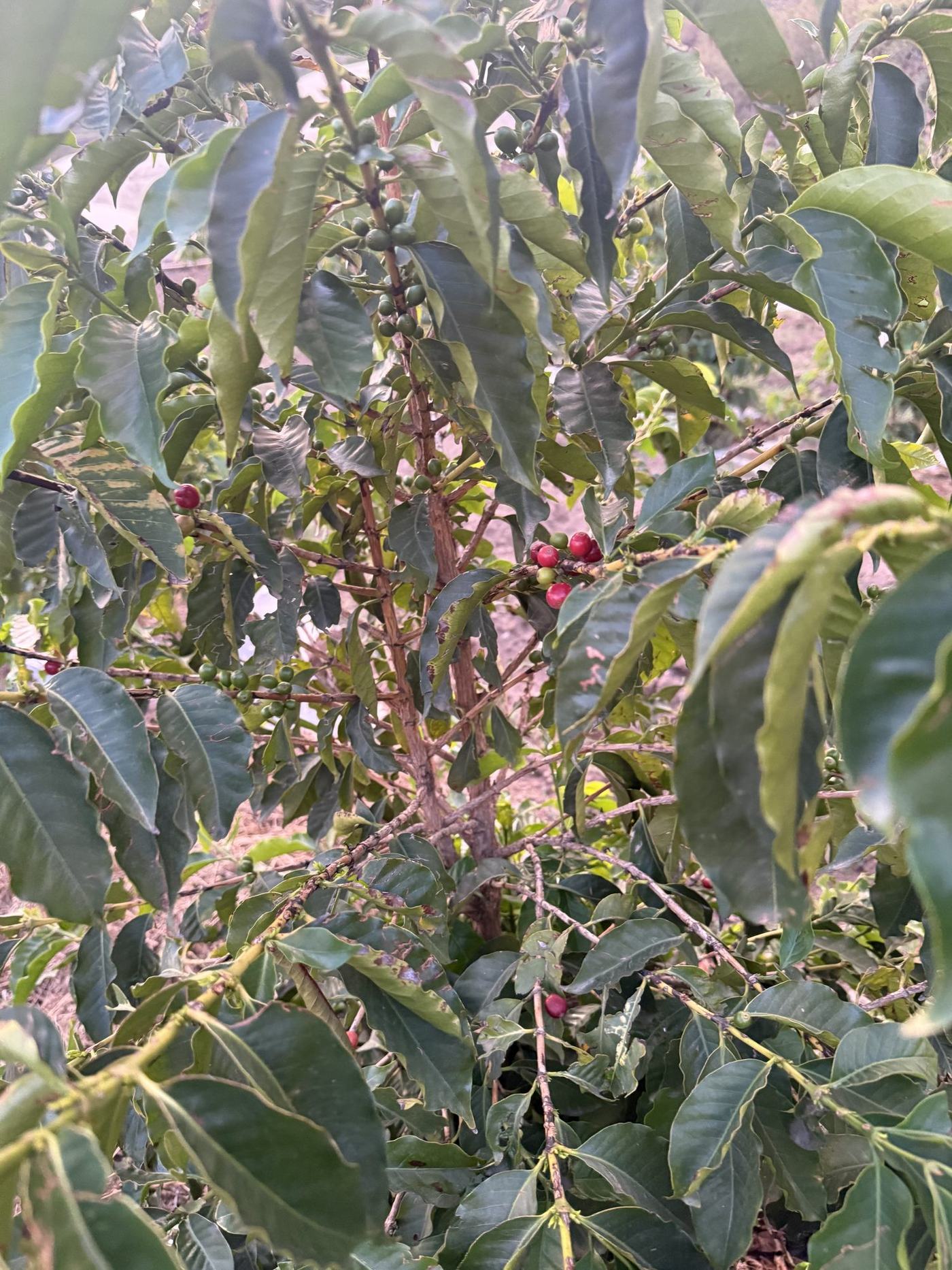 Ripe red coffee cherries on the branch