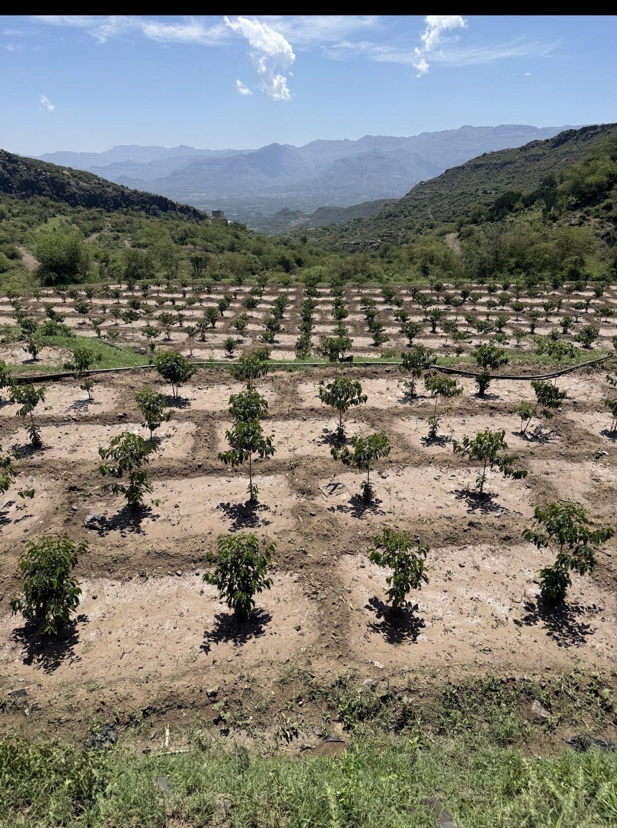Rows of young coffee seedlings