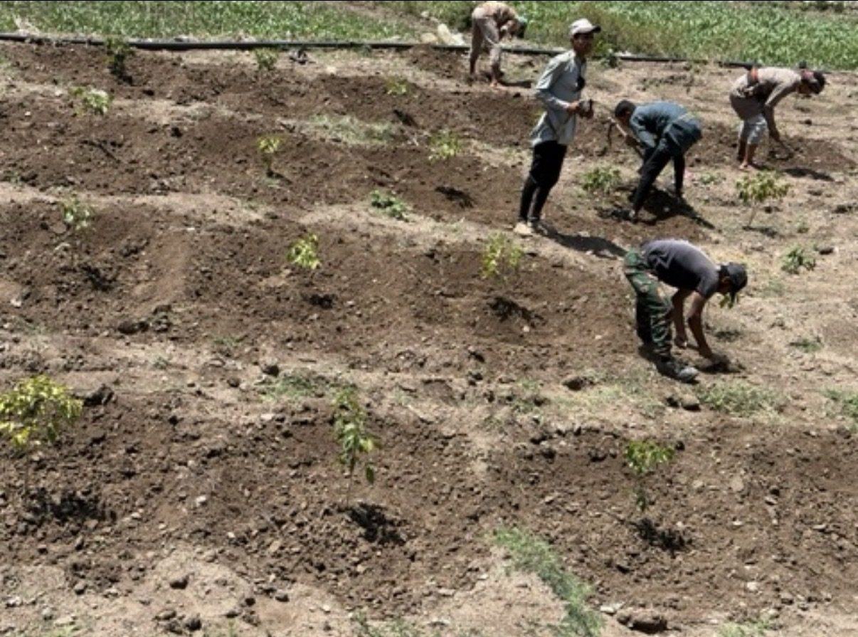 The team planting on the terraces