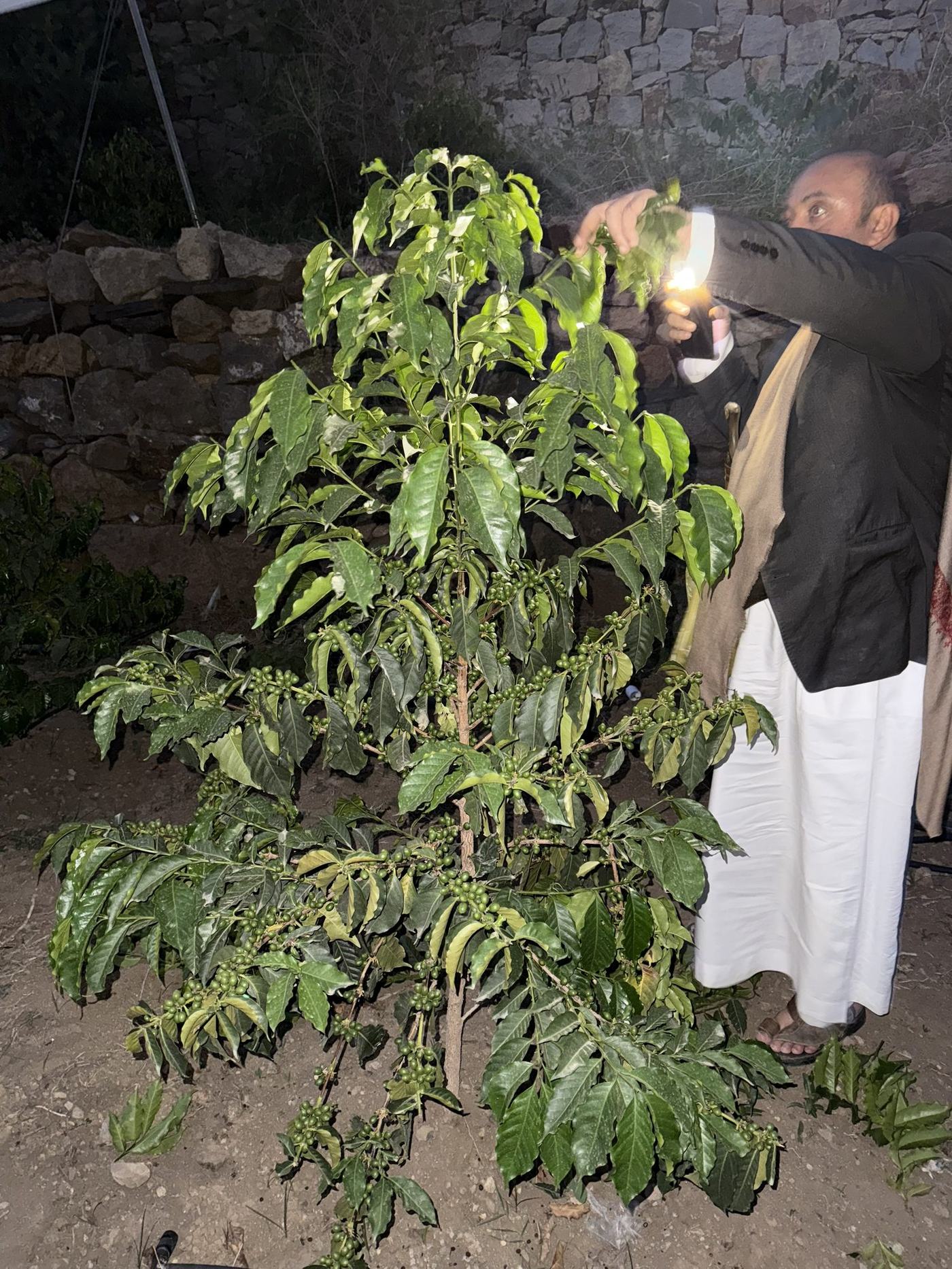 The founder inspecting a coffee tree at night