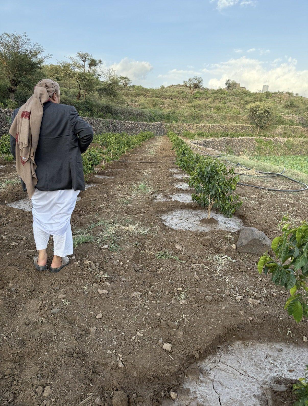 The founder in a newly planted terrace
