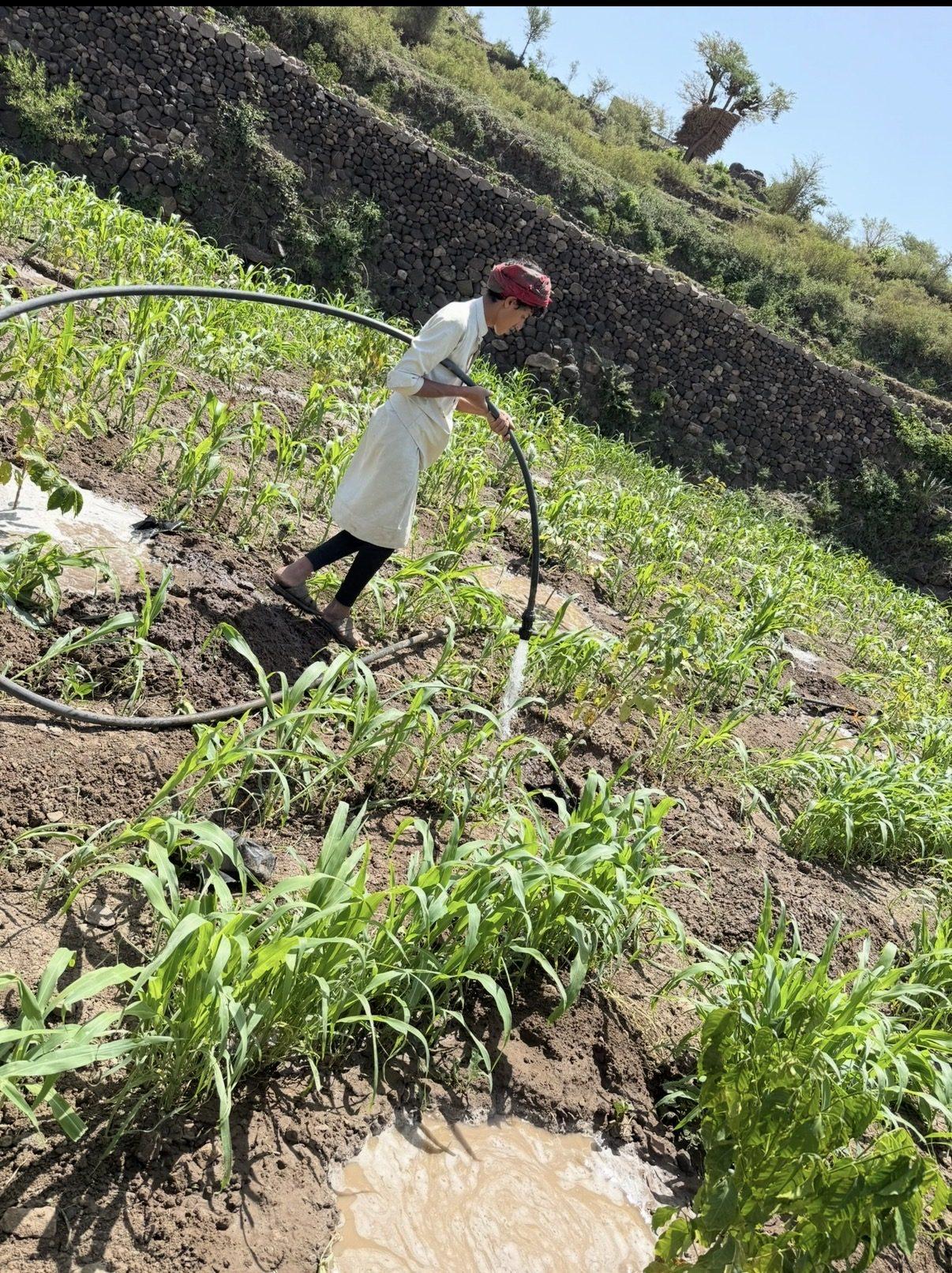 Watering the green terraces by hand